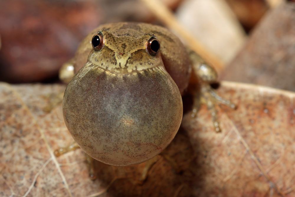 spring peeper