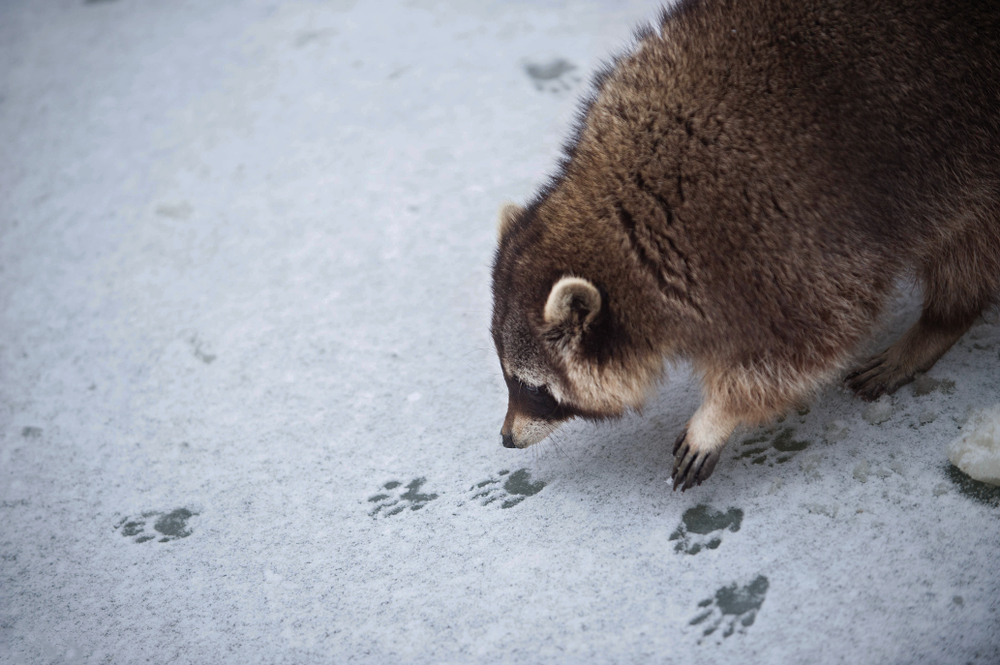 raccoon investigating tracks in snow
