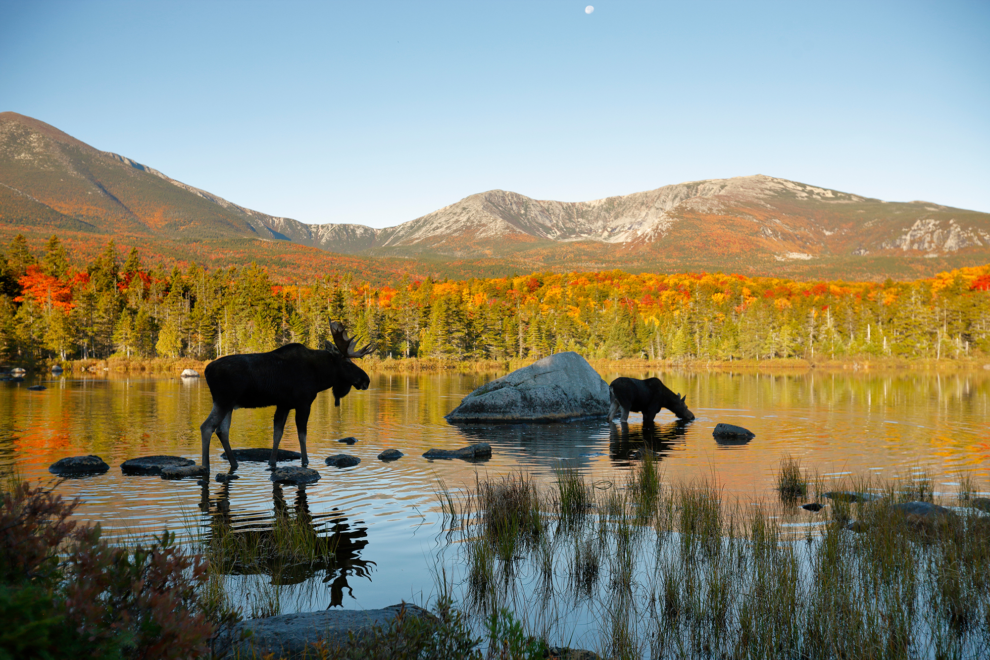 Two moose silhouetted against fall foliage surrounding a peaceful pond.