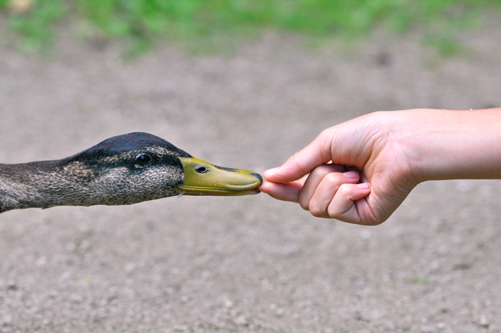 person feeding mallard by hand