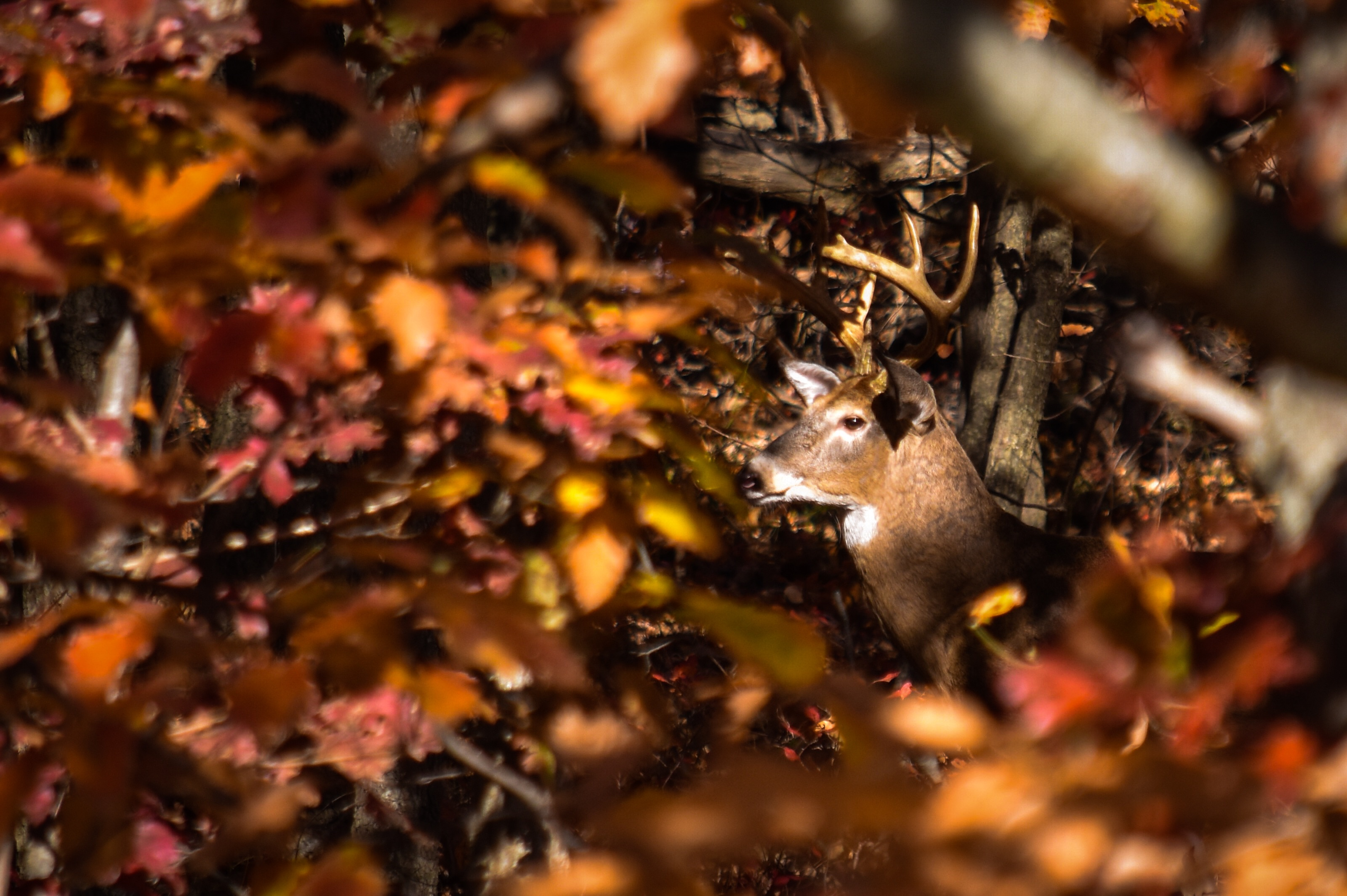 A white-tailed buck blending in among autumn leaves