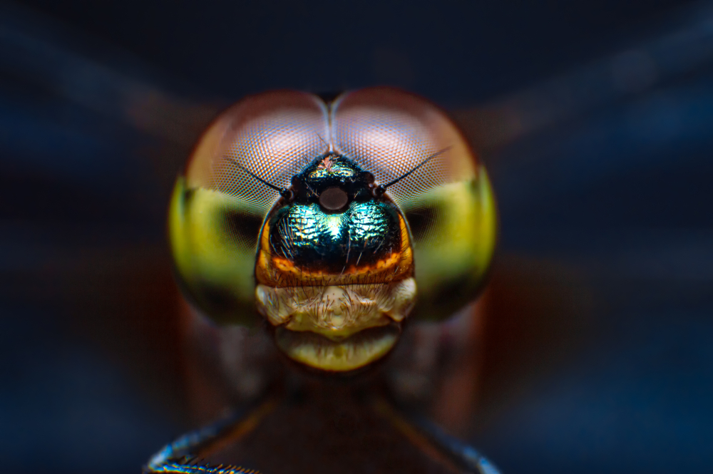 macro photo of dragonfly eyes
