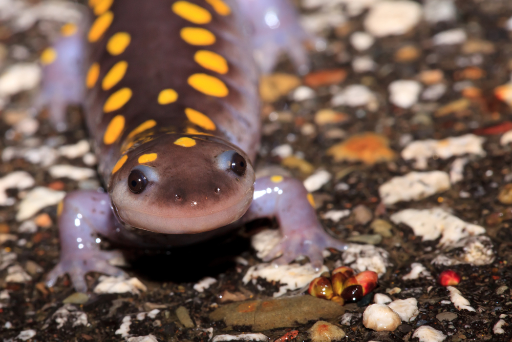 Spotted salamander