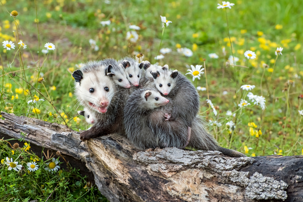 opossum mom with babies on her back