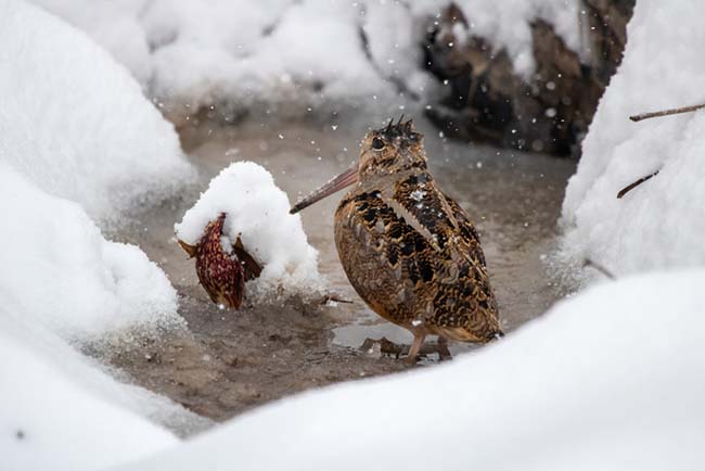 American woodcock