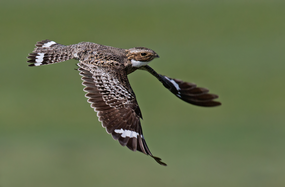 common nighthawk