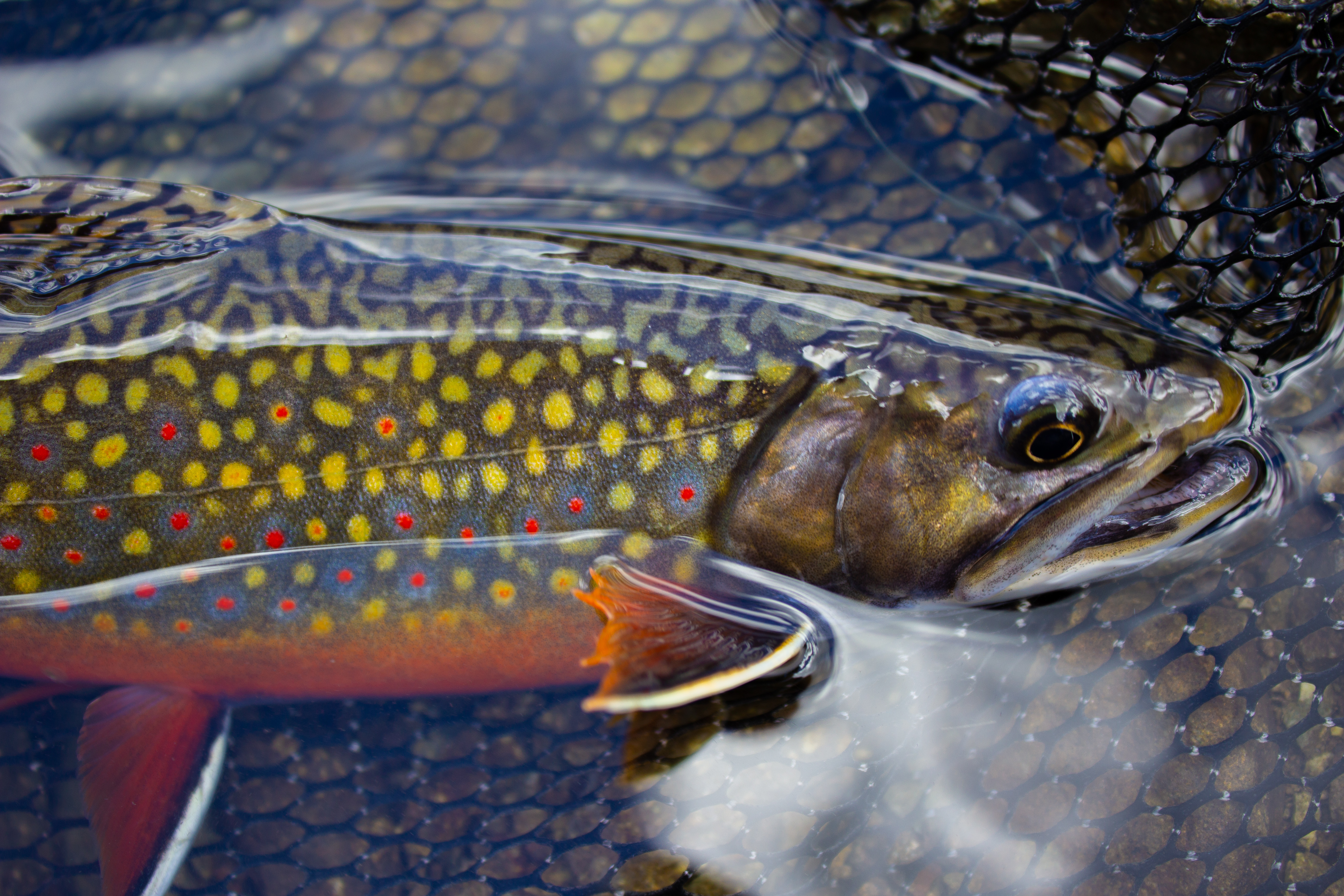 A brook trout in a fishing net at the surface of the water