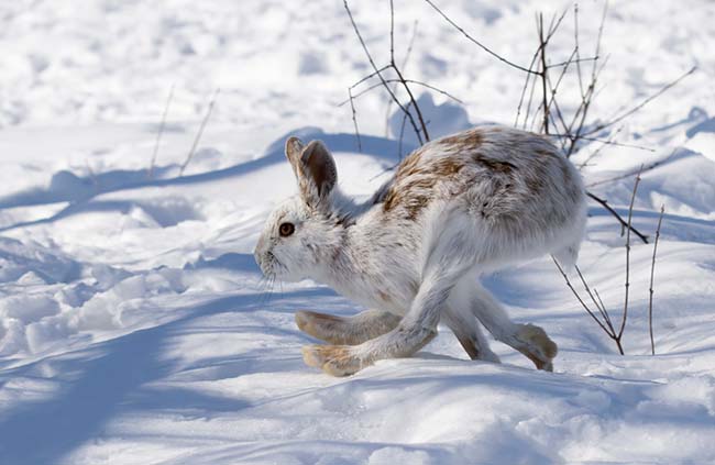 snowshoe hare