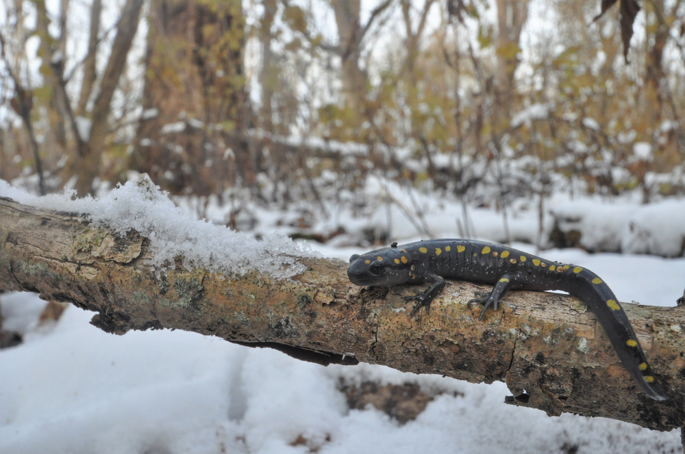 A spotted salamander on a snowy log.