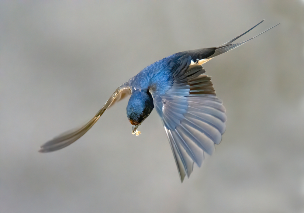swallow catching an insect during flight