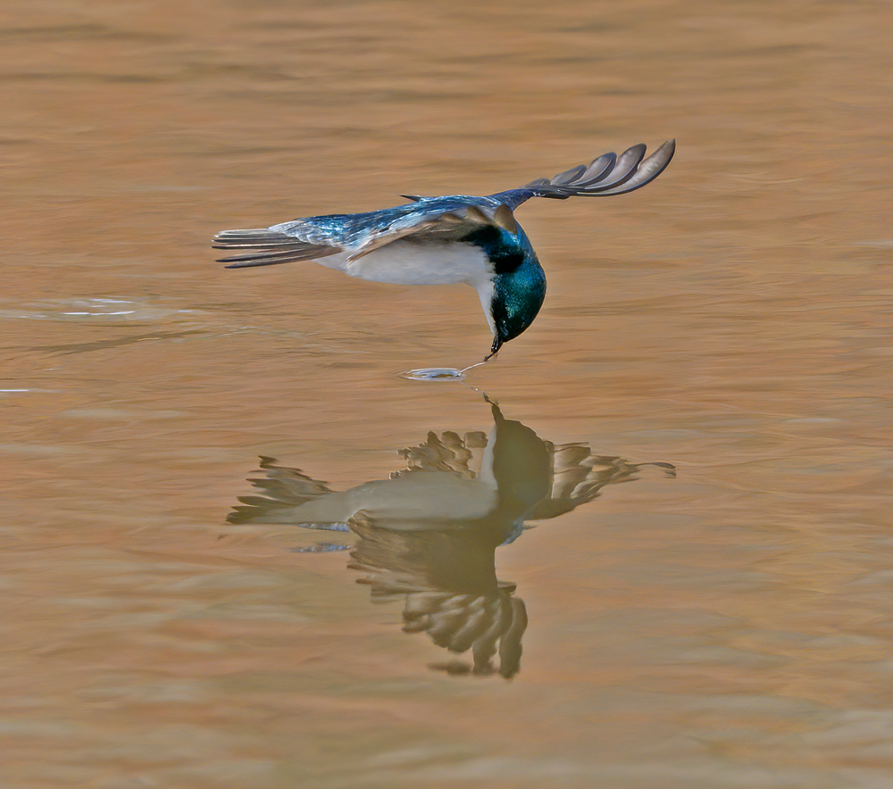 swallow snags a meal near the water surface