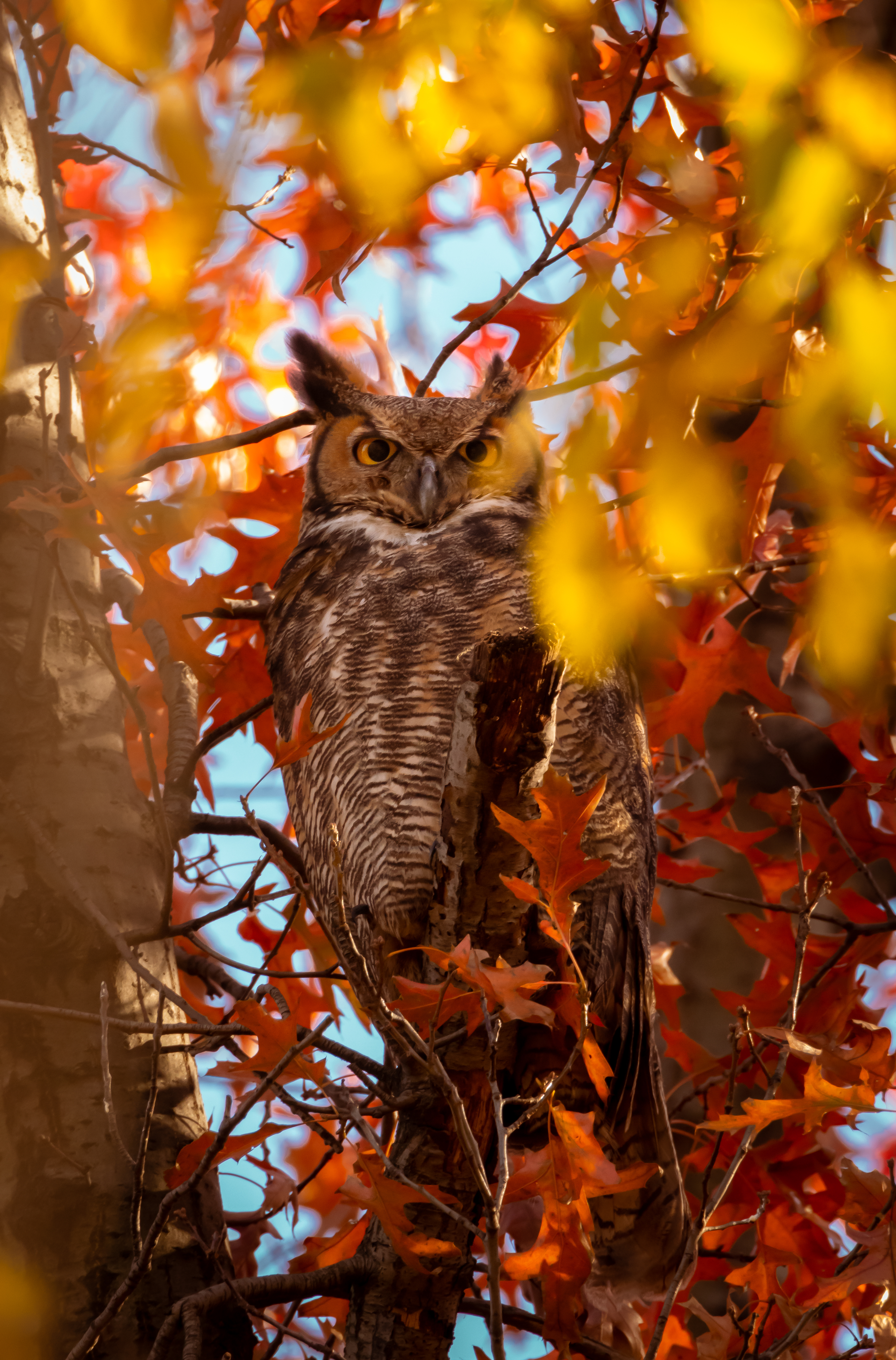 A great-horned owl blends in among fall foliage, looking down from up in a tree.