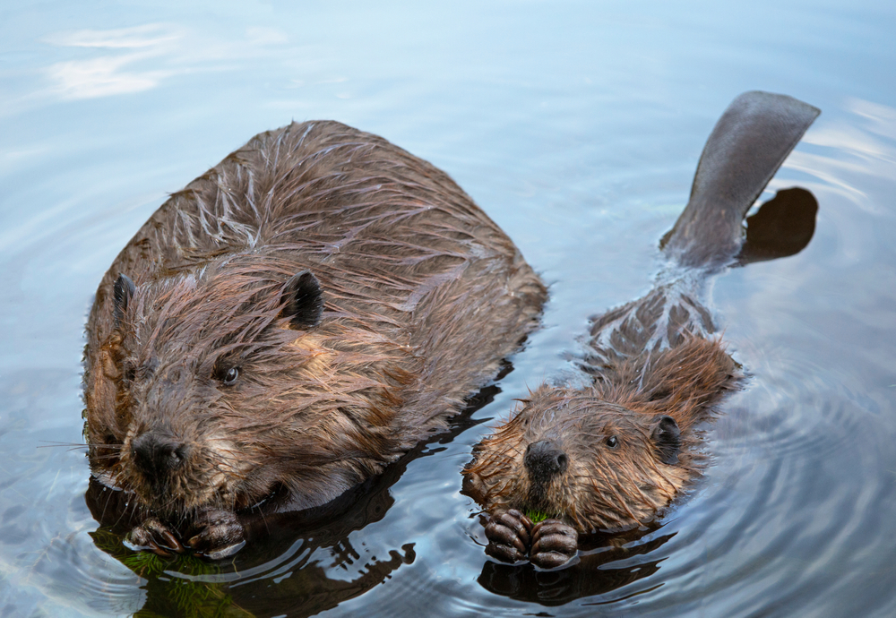 adult and young beaver eating together