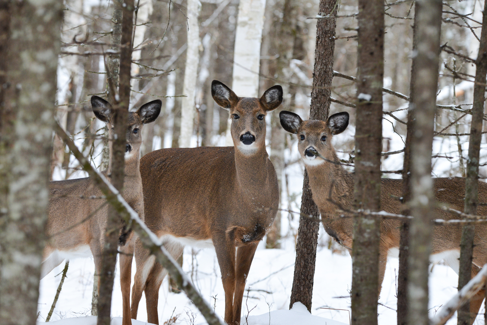Three white-tailed deer among the trees in a snowy forest.