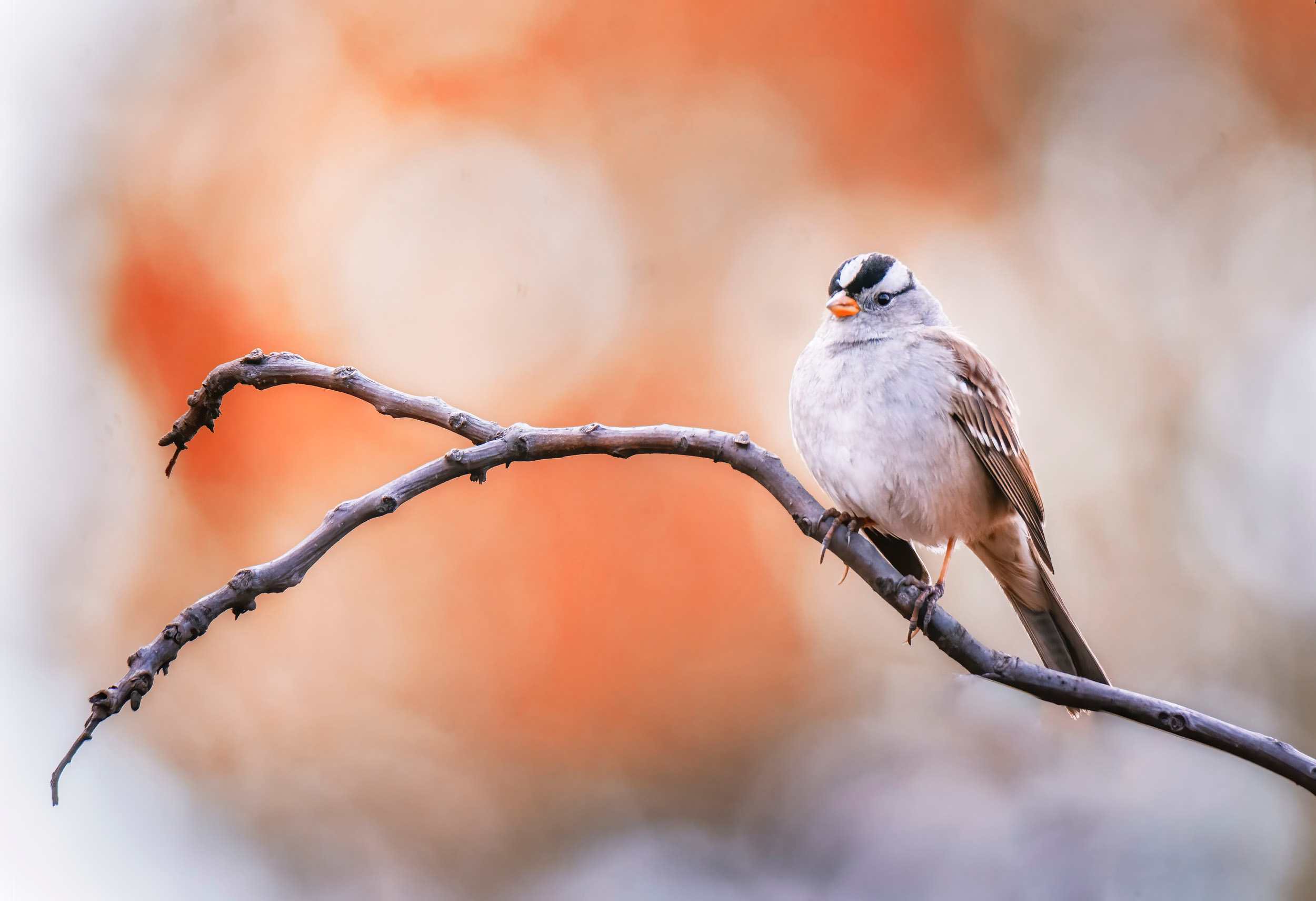 A bird with a striped head sits on a bare branch against a blurred background of orange fall foliage.