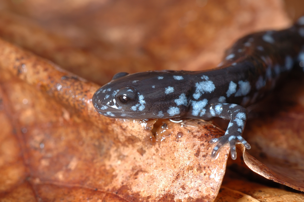 blue spotted salamander
