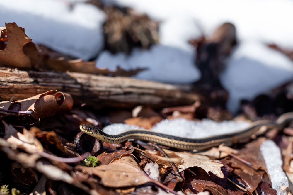 snake in the sun on fallen leaves among snow.
