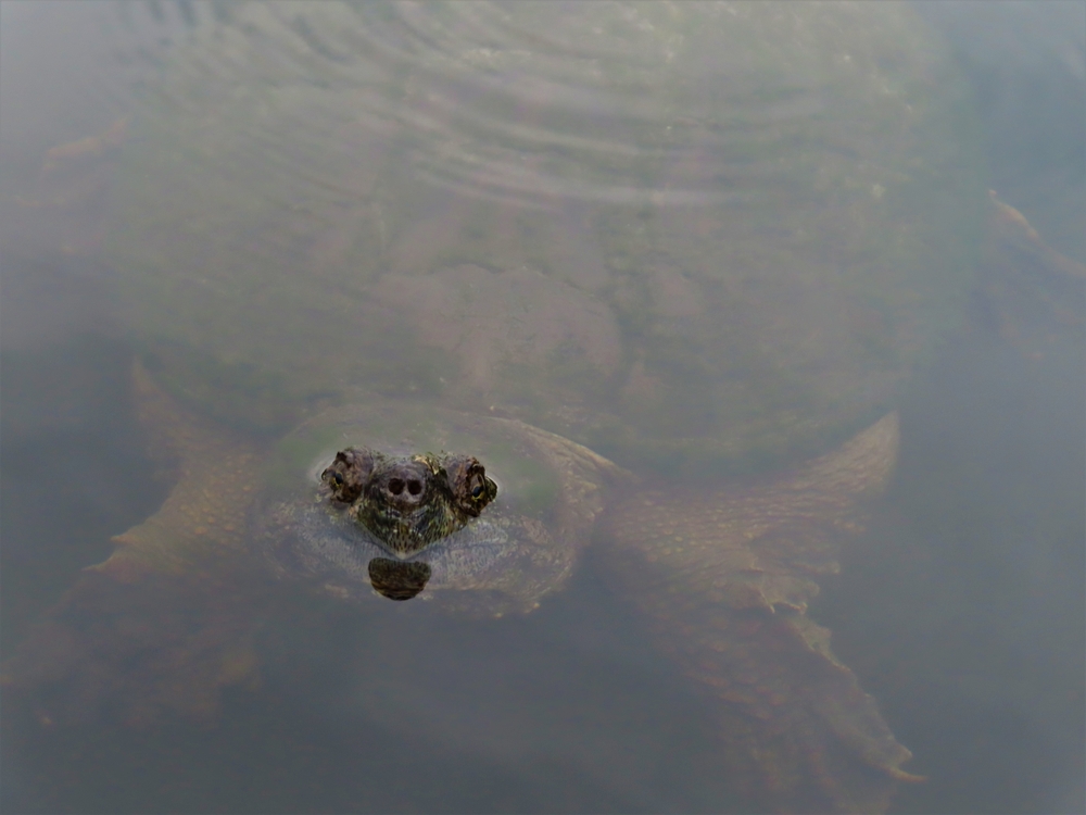 snapping turtle with only its nose just above water