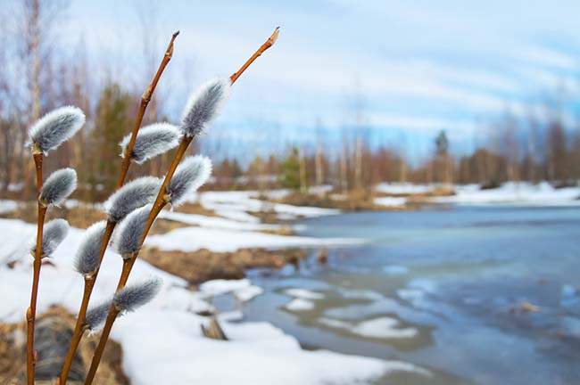 Signs of Spring