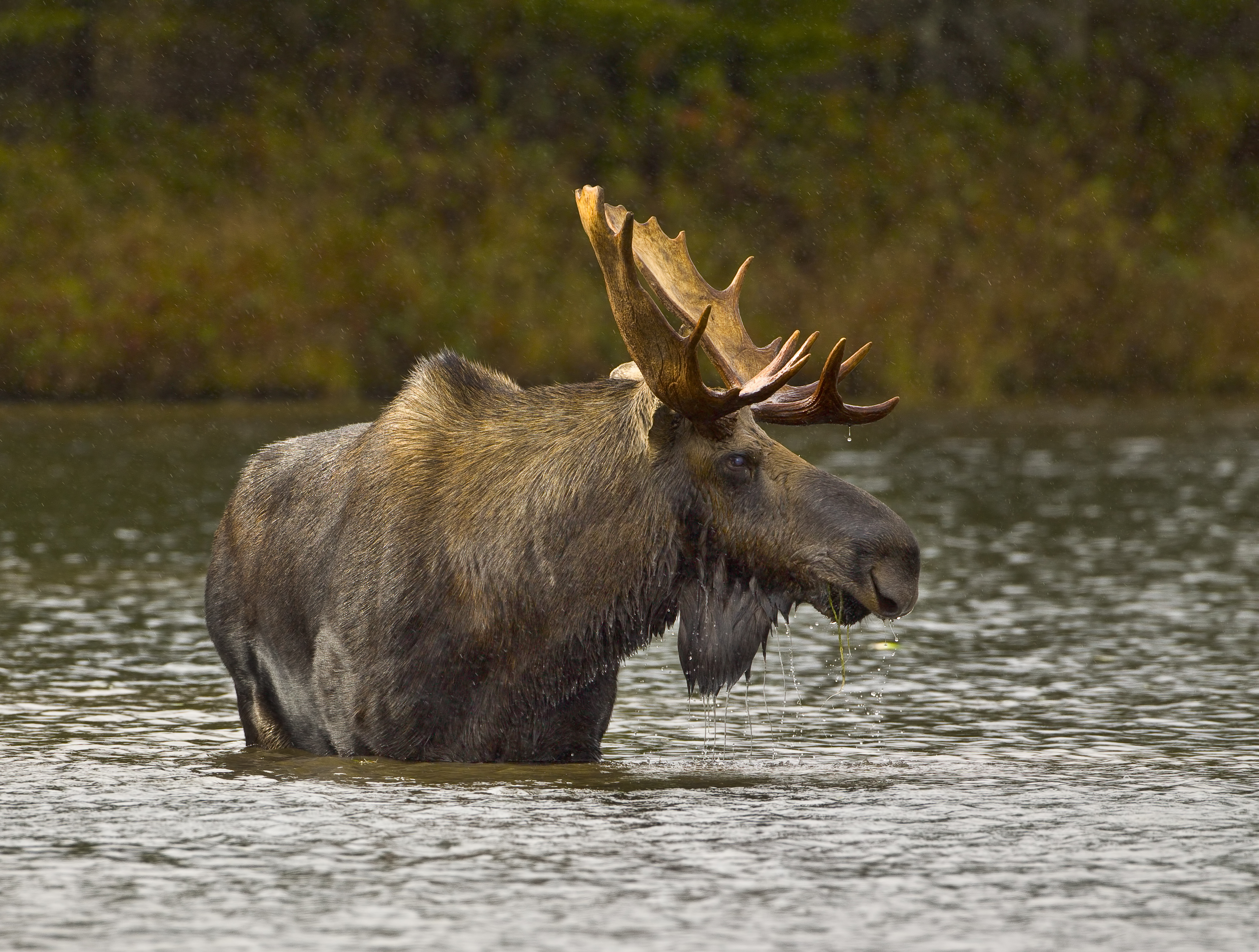 moose