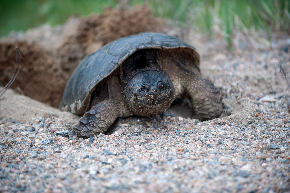 snapping turtle digging nest