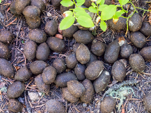 moose scat, a pile of about 35 large brown spheres