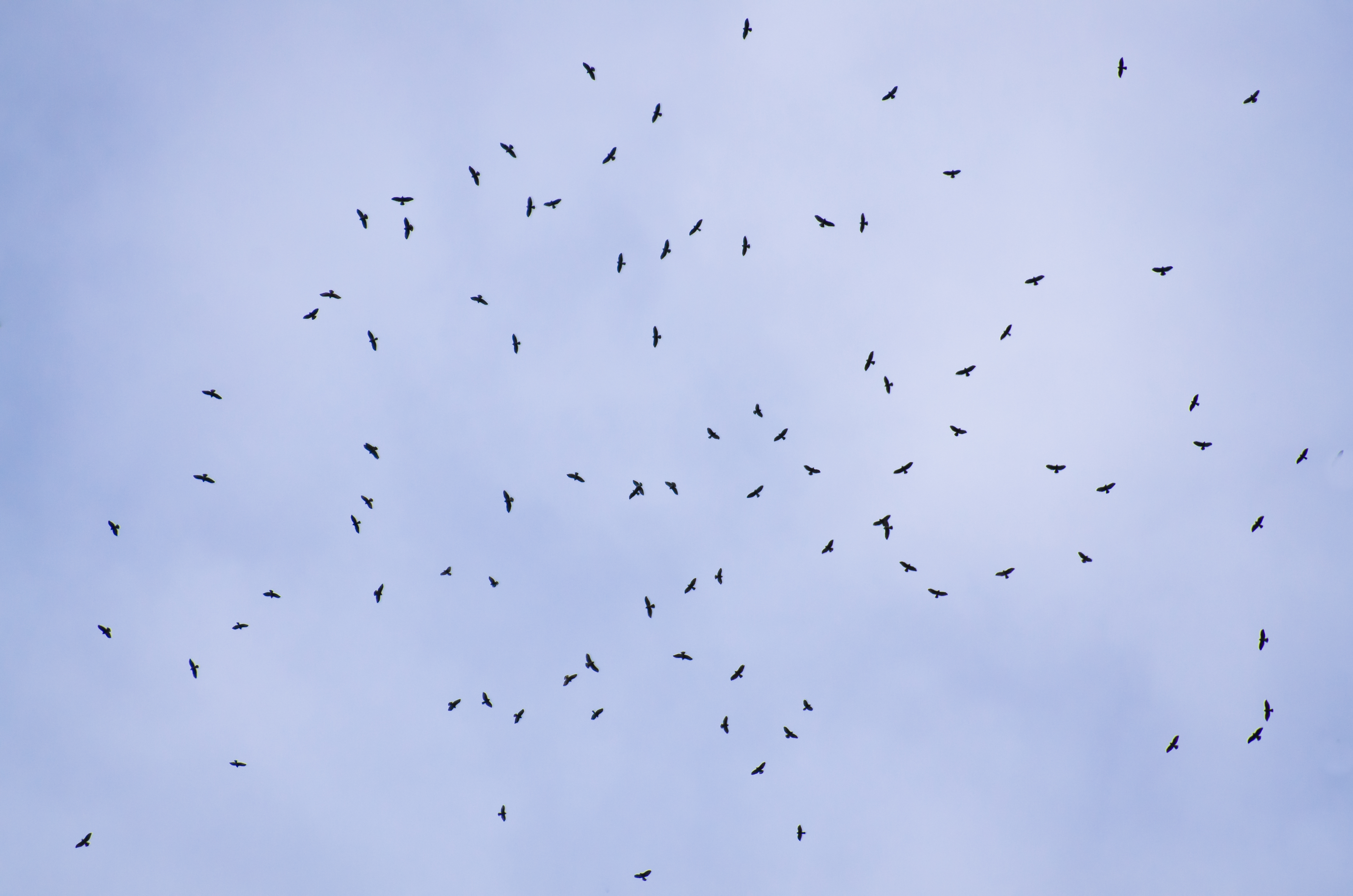 A kettle of migrating hawks against a slightly cloudy blue sky.