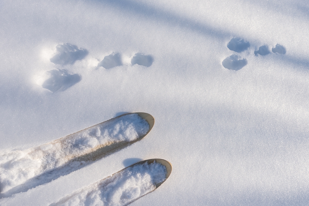 skis and wildlife tracks