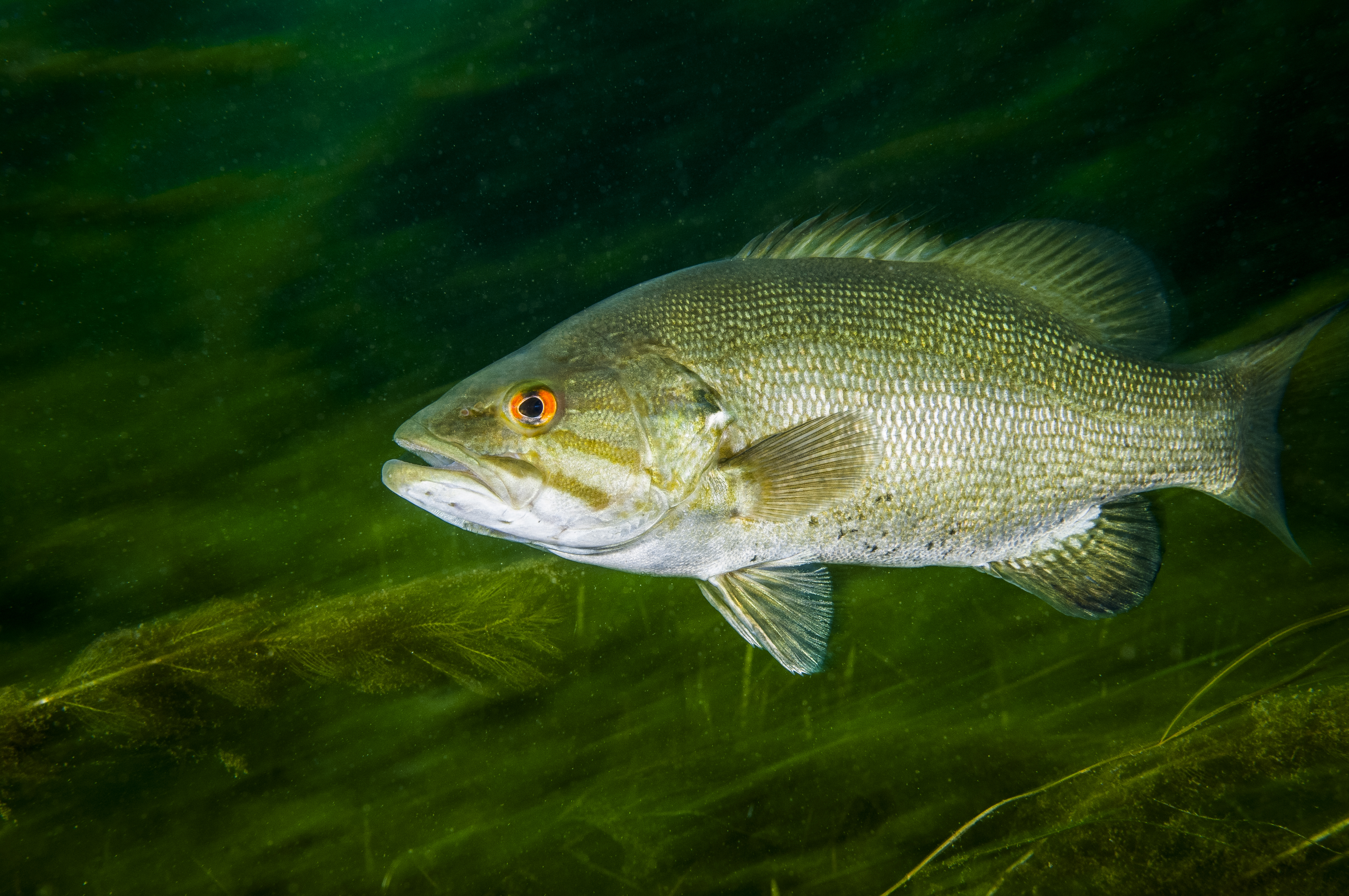 smallmouth bass