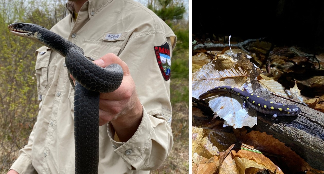 reptile and amphibian field work