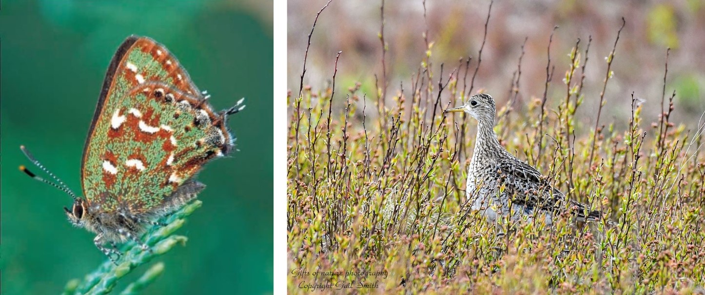 A macro view of an orange white and green butterfly and a photo of an upland sandpiper blending into tall grasses.