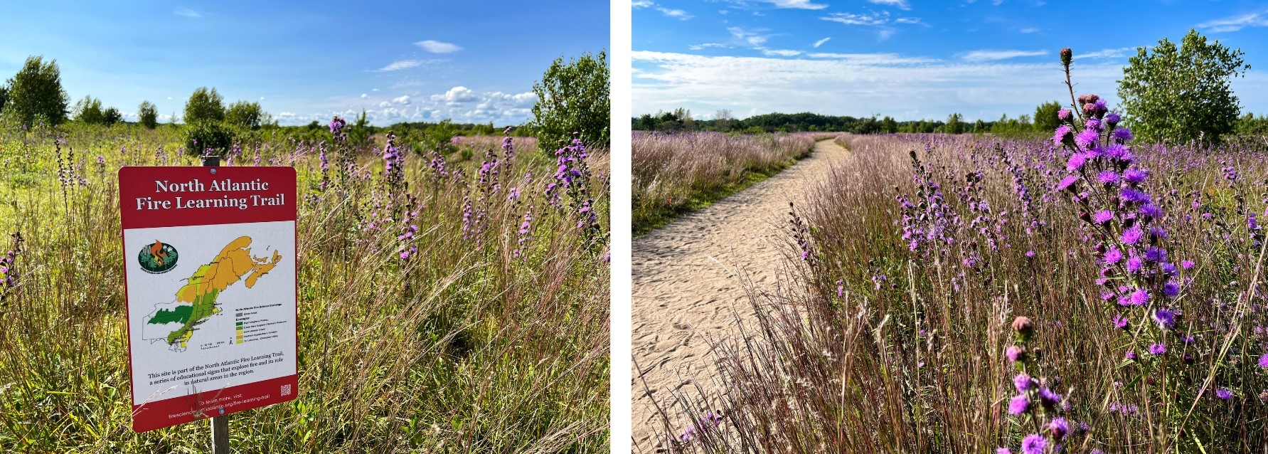 A sign designating the North Atlantic Fire Learning Trail along a sandy path through purple flowering grassland plants.