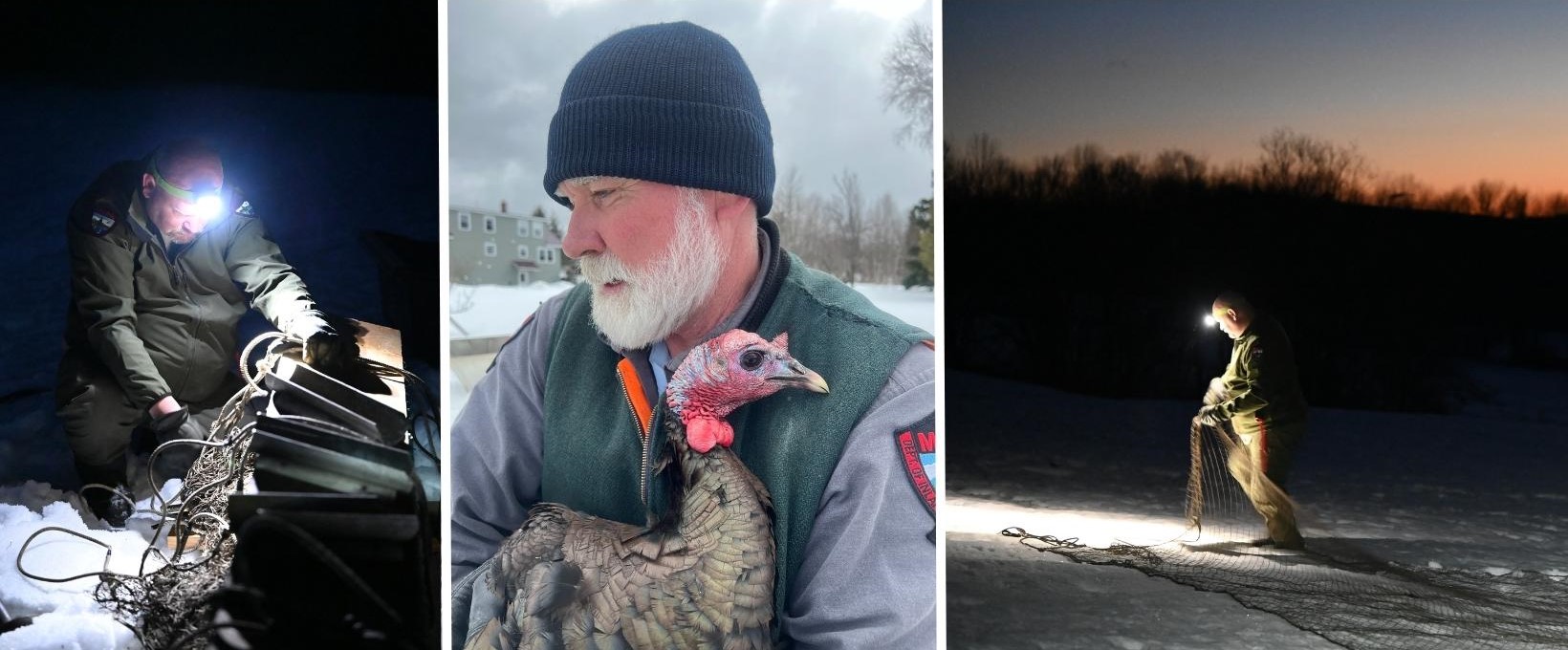 biologists using rocket nets to capture and band wild turkeys