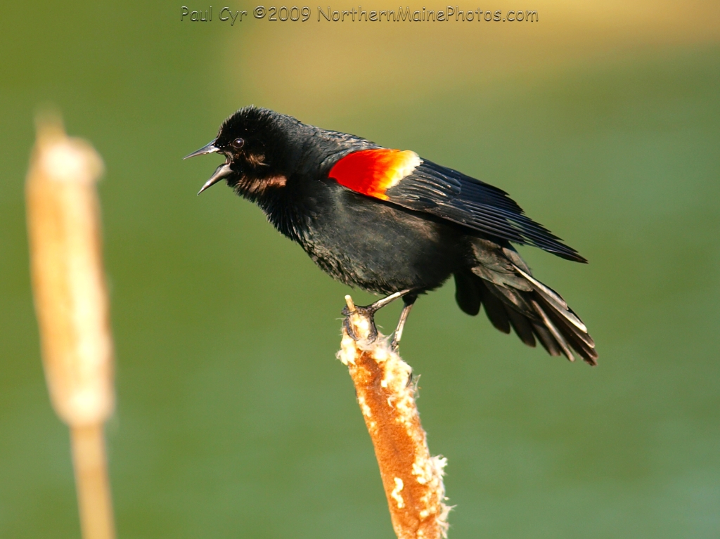 red-winged blackbird