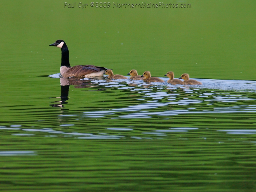 Canada goose with goslings