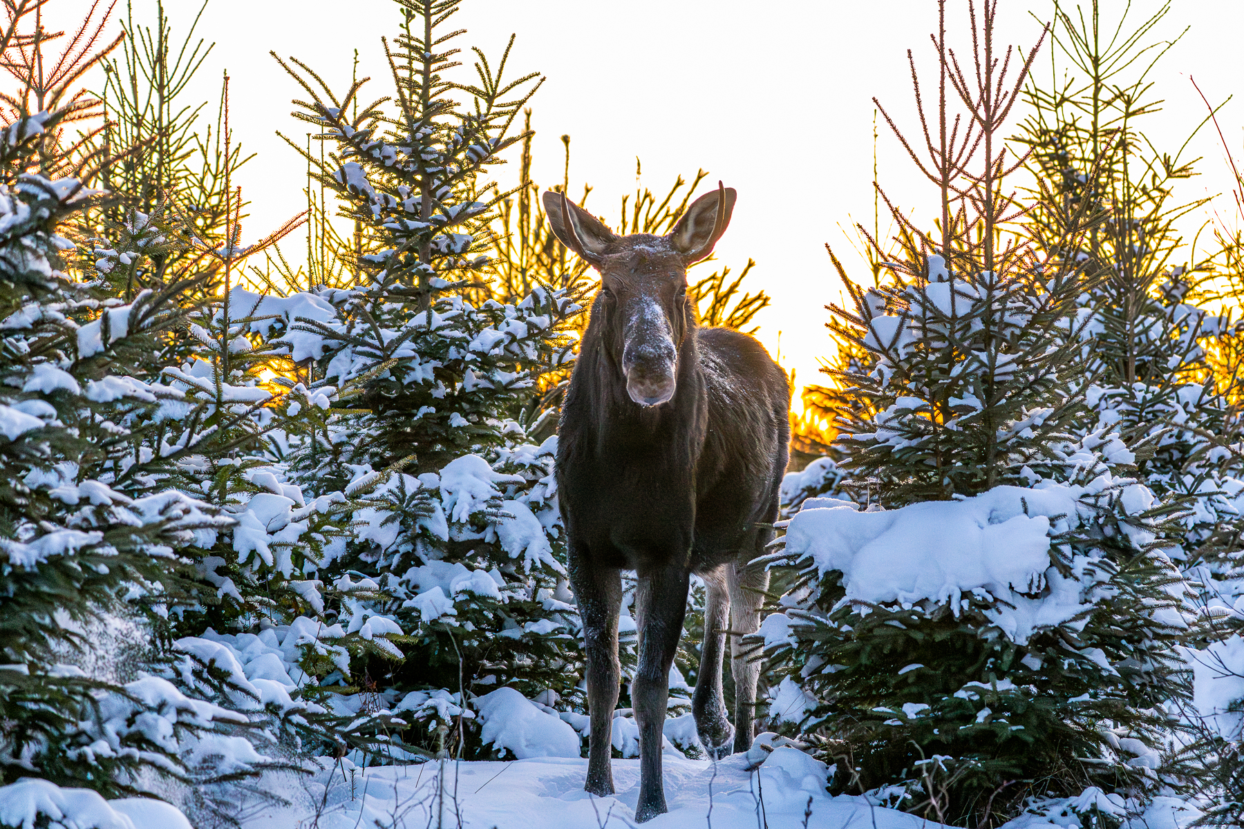 bull moose with small antlers just past ears looking head on with snow covered spruce trees with golden light shining