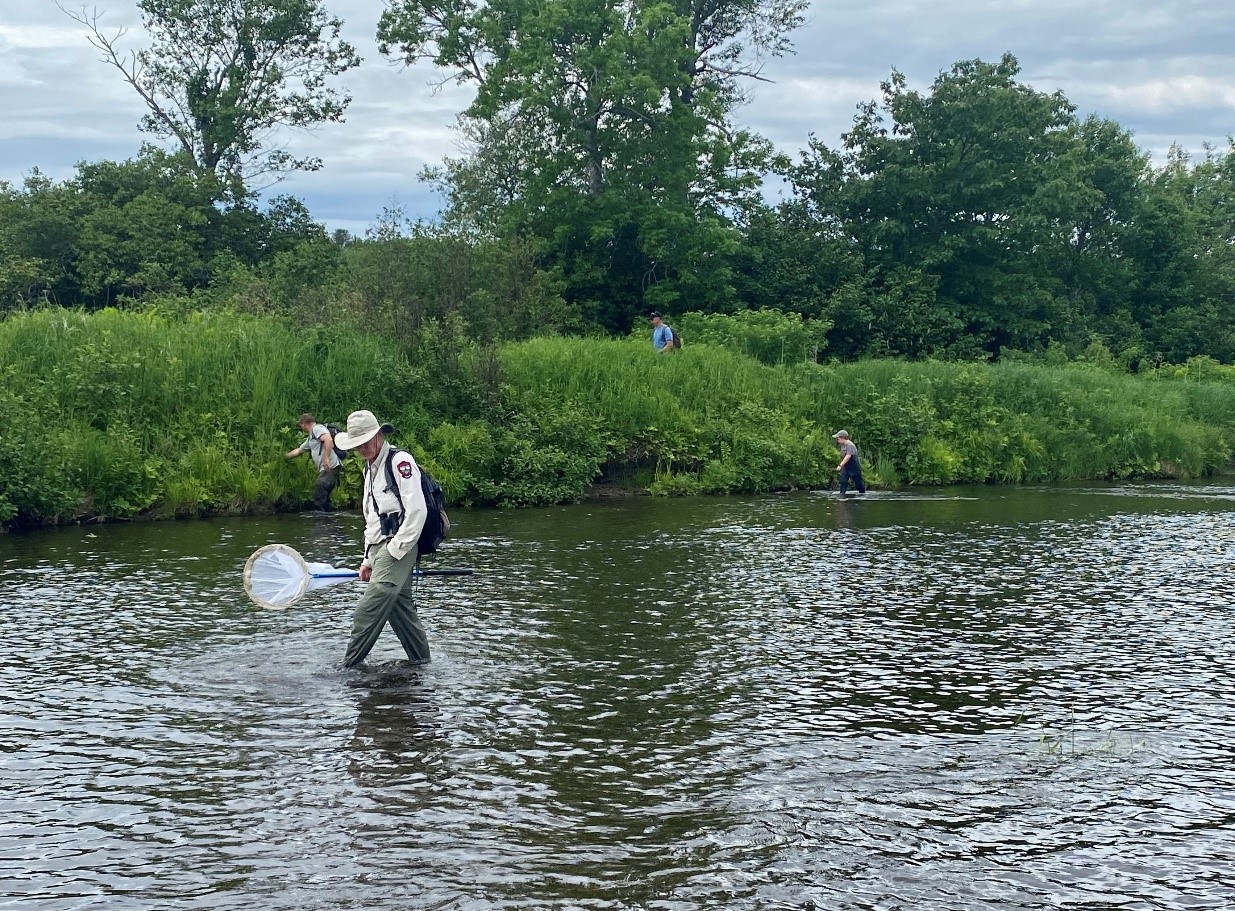 biologists surveying for turtles in a stream