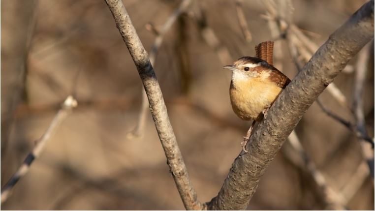 Carolina Wren Thryothorus ludovicianus © Doug Hitchcox