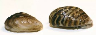 zebra mussels