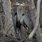 Two herons on nest