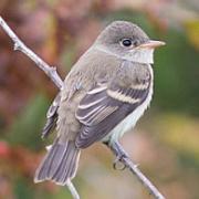 Photo of Willow Flycatcher