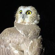 Photo of a Saw Whet owl