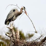 Great blue heron with a stick during nest building
