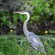 Great blue heron with GPS tag on back, standing in marsh.