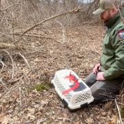 New England cottontail release