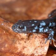 blue-spotted salamander