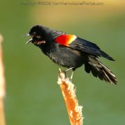 red-winged blackbird