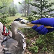 Mariner, the latest great blue heron to be tagged with a GPS transmitter by IFW biologists.