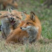 red fox with kits