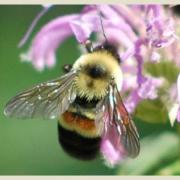 rusty patched bumble bee